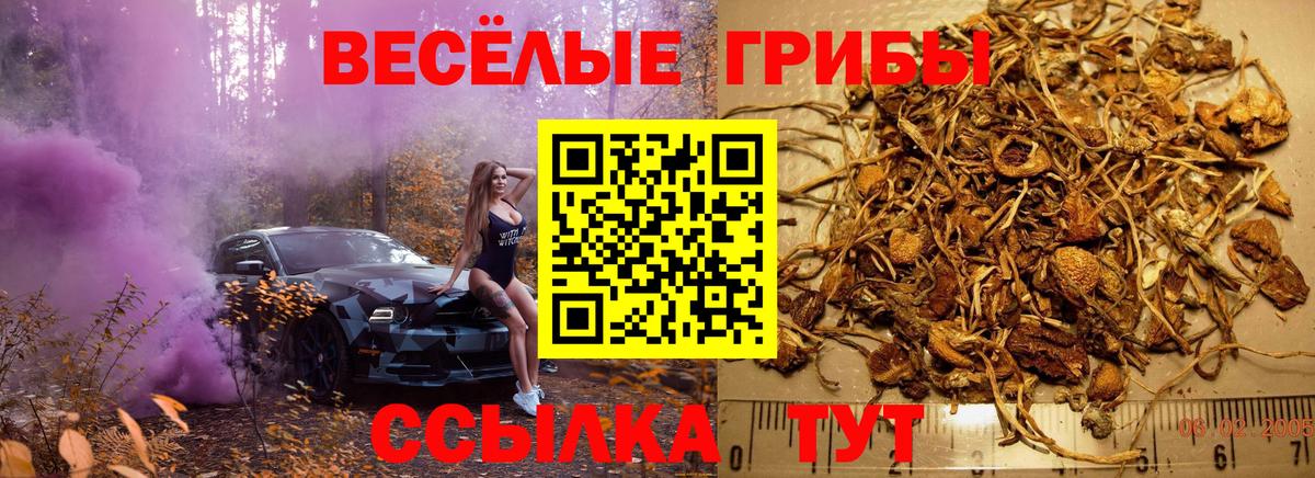 Псилоцибиновые грибы Psilocybe Артёмовский